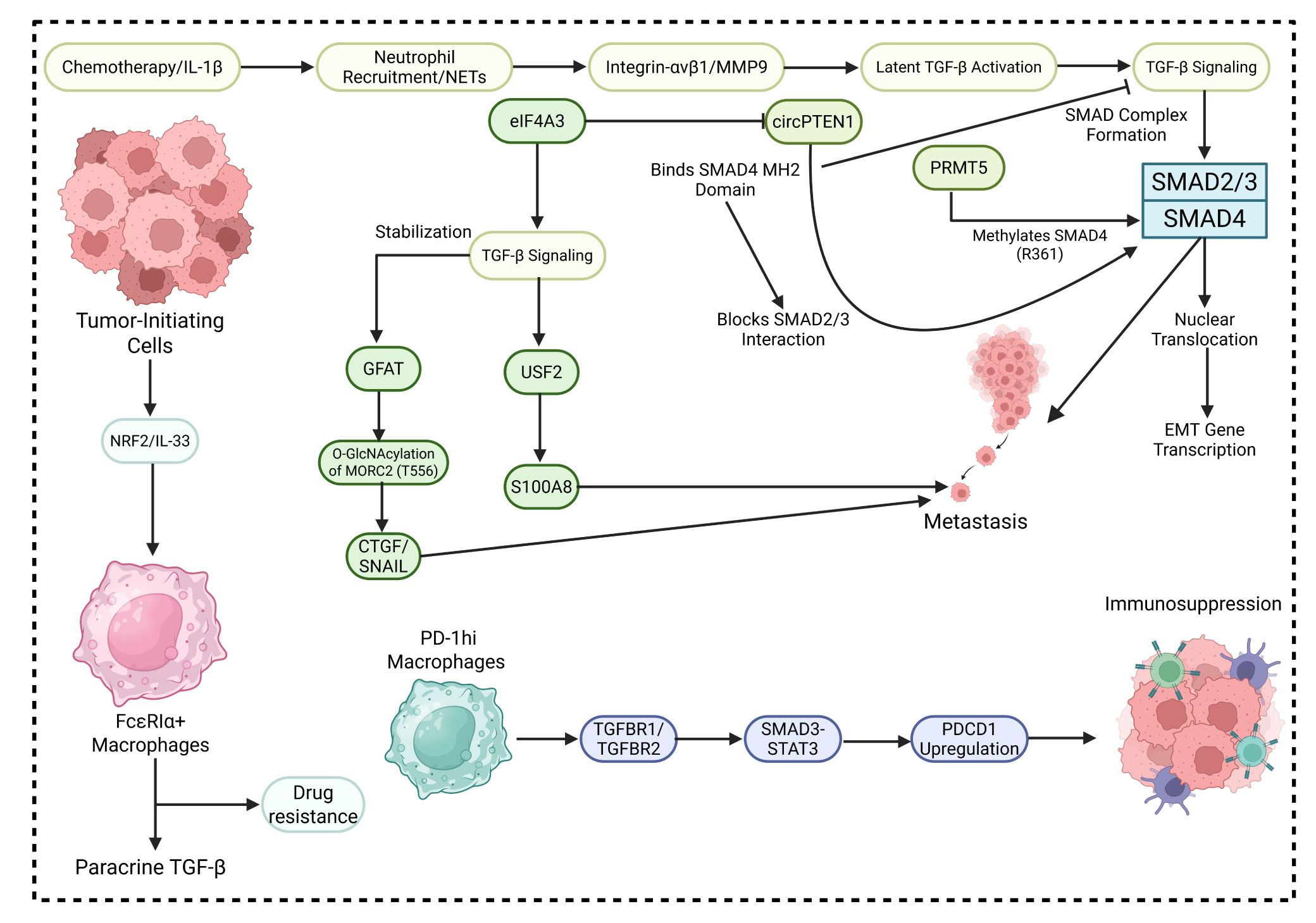 Schematic illustrating TGF-β signaling–mediated tumor progression, metastasis, immune suppression, and therapy resistance. The figure highlights SMAD2/3-SMAD4 activation, EMT-associated transcription, macrophage-mediated immunosuppression, and regulatory pathways involving circPTEN1, PRMT5, S100A8, and PD-1 signaling within the tumor microenvironment.