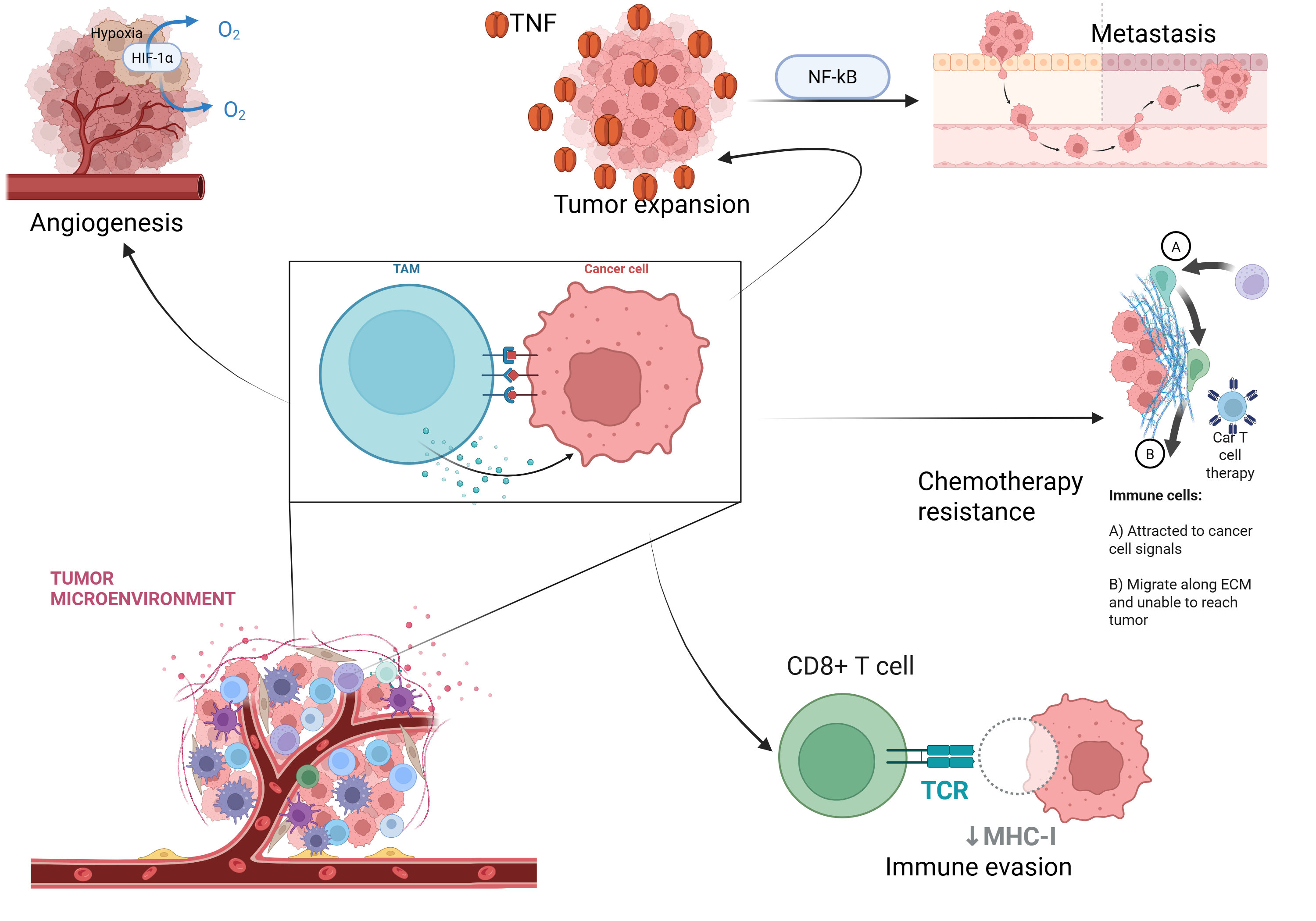 Diagram illustrating the role of tumor-associated macrophages (TAMs) in cancer progression, including promotion of angiogenesis, tumor expansion, metastasis, chemotherapy resistance, extracellular matrix remodeling, and immune evasion through suppression of CD8⁺ T-cell activity and impaired immune-cell infiltration.