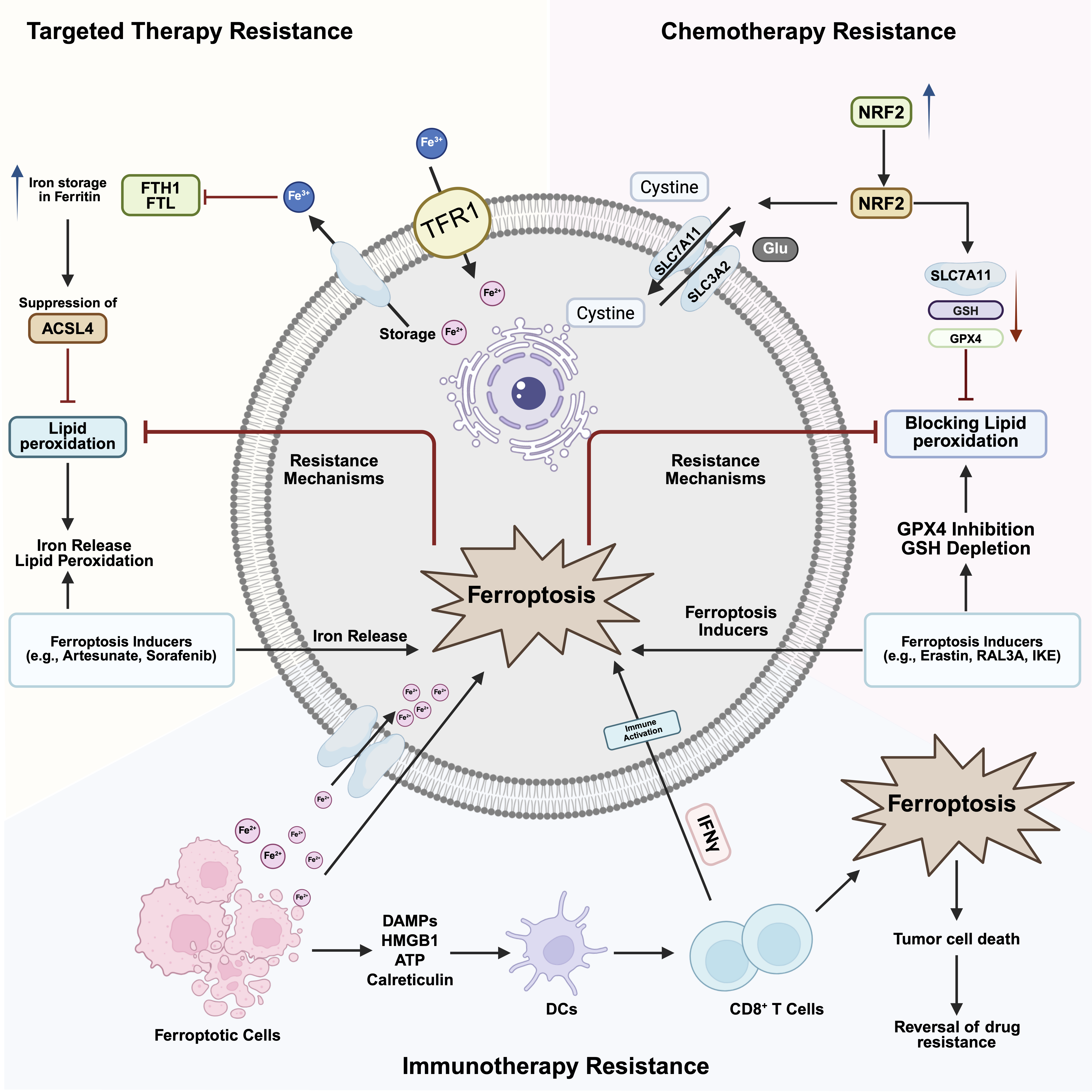 Diagram showing mechanisms of ferroptosis resistance in targeted therapy, chemotherapy, and immunotherapy, including antioxidant activation, iron regulation, and suppression of lipid peroxidation. The figure also illustrates how ferroptosis induction and immune activation can restore tumor cell death and reverse drug resistance.