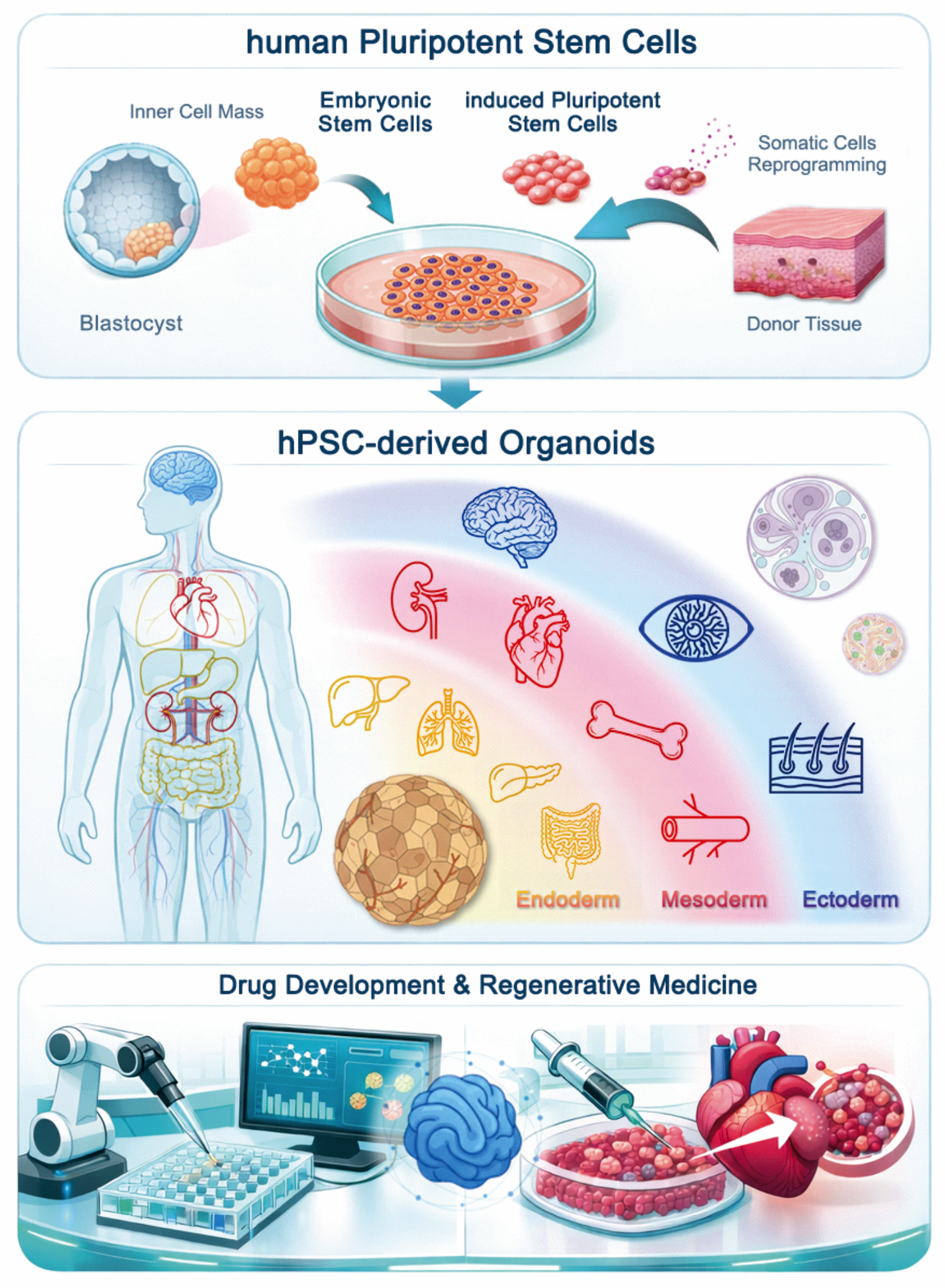 Schematic illustrating the generation of human pluripotent stem cell (hPSC)-derived organoids from embryonic stem cells and induced pluripotent stem cells through somatic cell reprogramming. The figure highlights differentiation into organ-specific organoids representing ectoderm, mesoderm, and endoderm lineages and their applications in drug development and regenerative medicine.