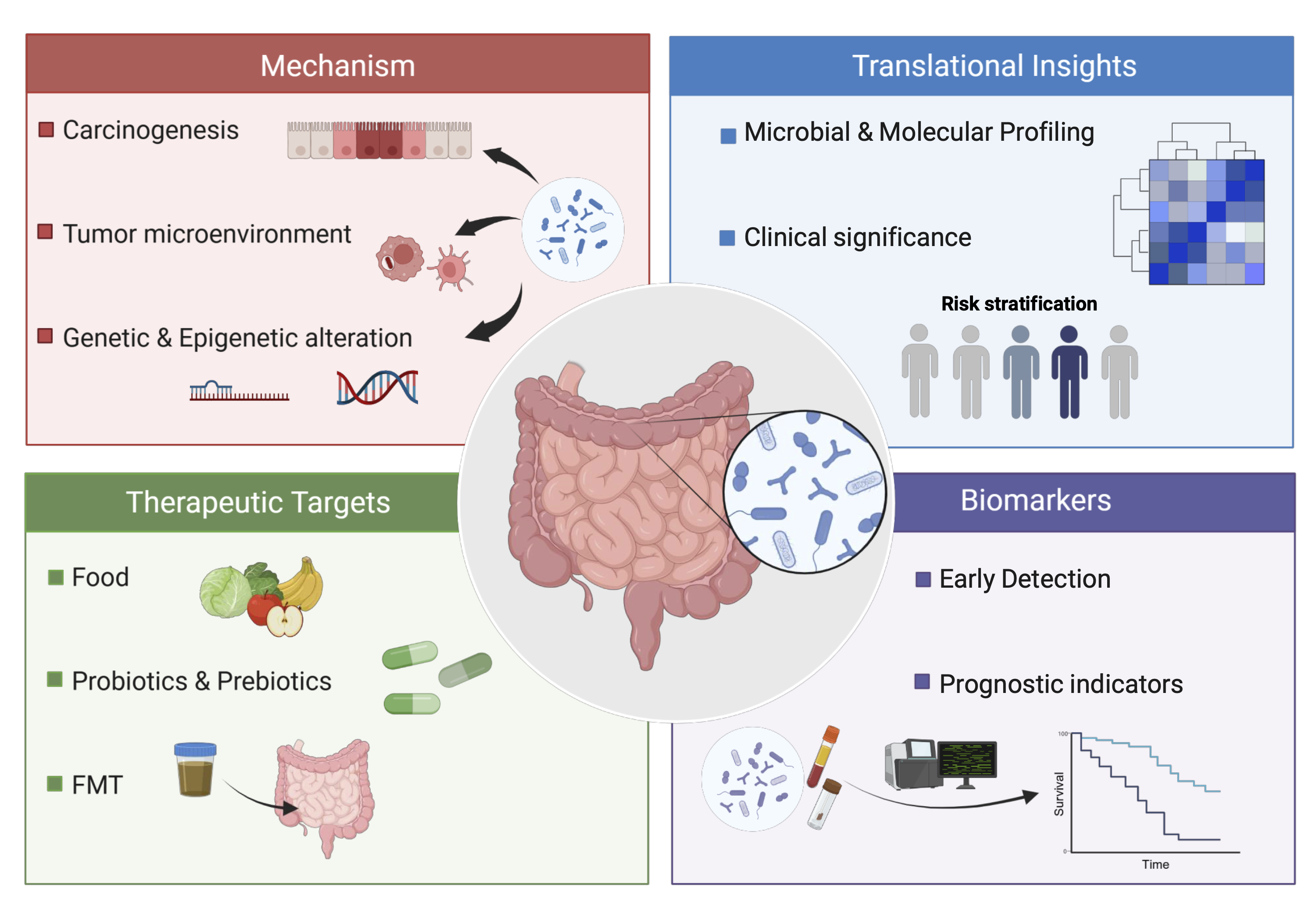 Overview of the role of the gut microbiome in colorectal cancer, highlighting mechanisms of carcinogenesis, tumor microenvironment regulation, biomarkers, and translational applications. The figure also illustrates therapeutic strategies including diet, probiotics, prebiotics, and fecal microbiota transplantation.