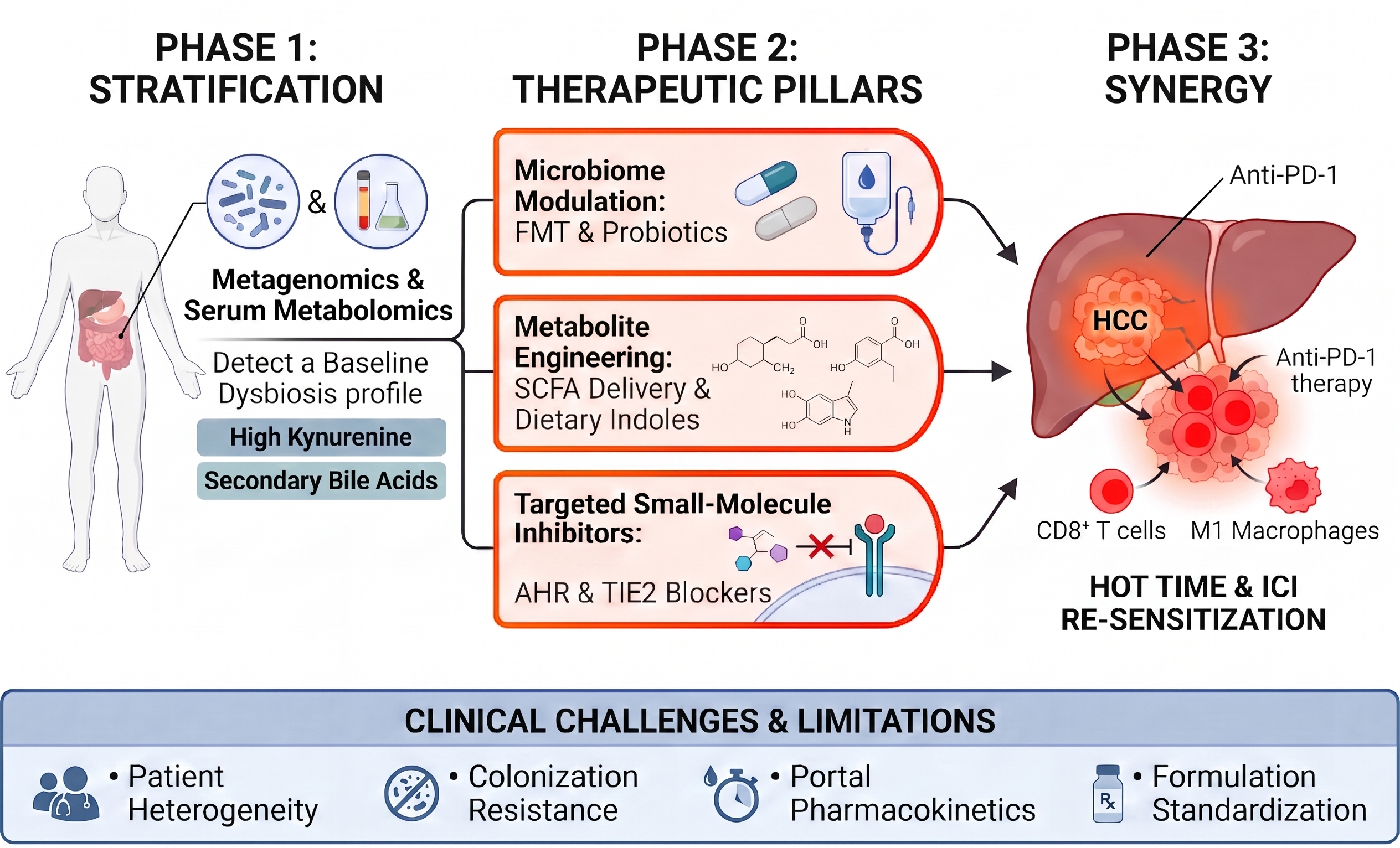 Diagram illustrating a three-phase strategy that combines microbiome-based patient stratification, therapeutic microbiome modulation, and immunotherapy to enhance anti-tumor immunity in hepatocellular carcinoma.