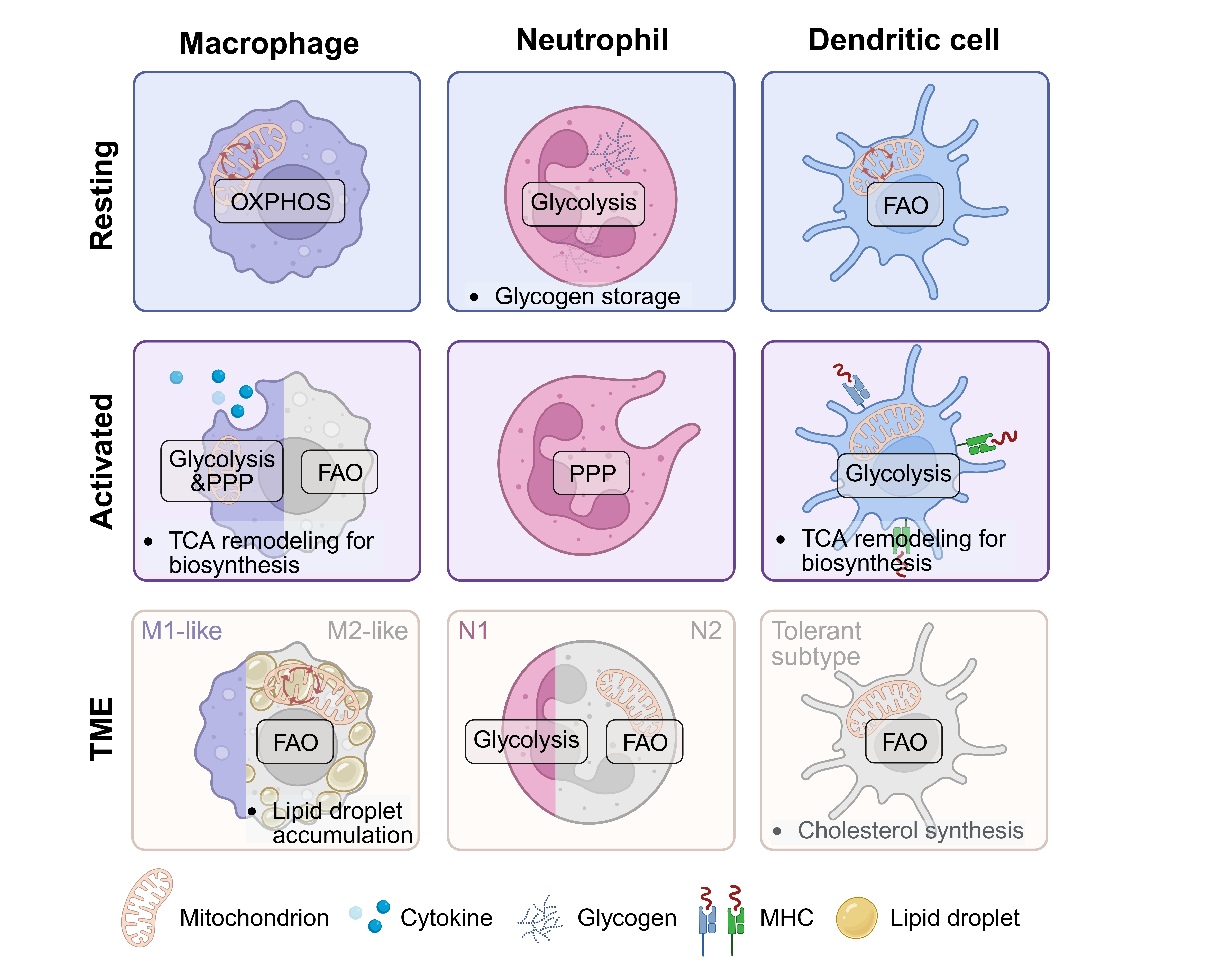 Comparison of metabolic programs in macrophages, neutrophils, and dendritic cells under resting, activated, and tumor microenvironment conditions.