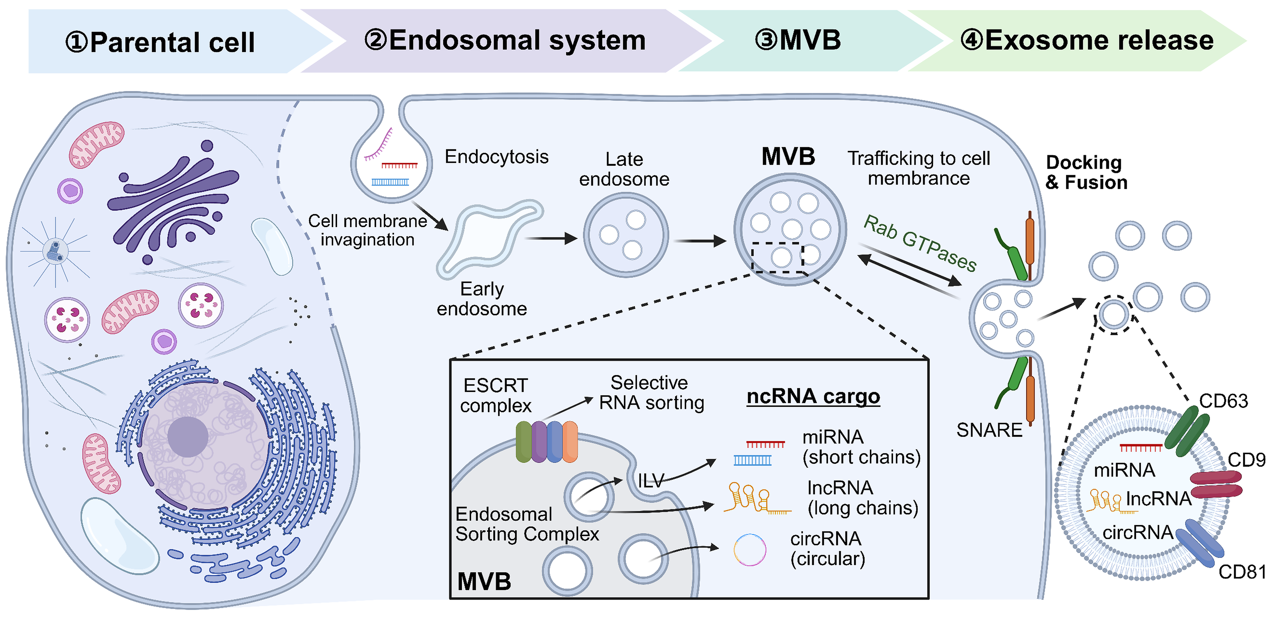 Diagram illustrating exosome biogenesis, selective ncRNA cargo loading, multivesicular body trafficking, and exosome release from the parent cell.